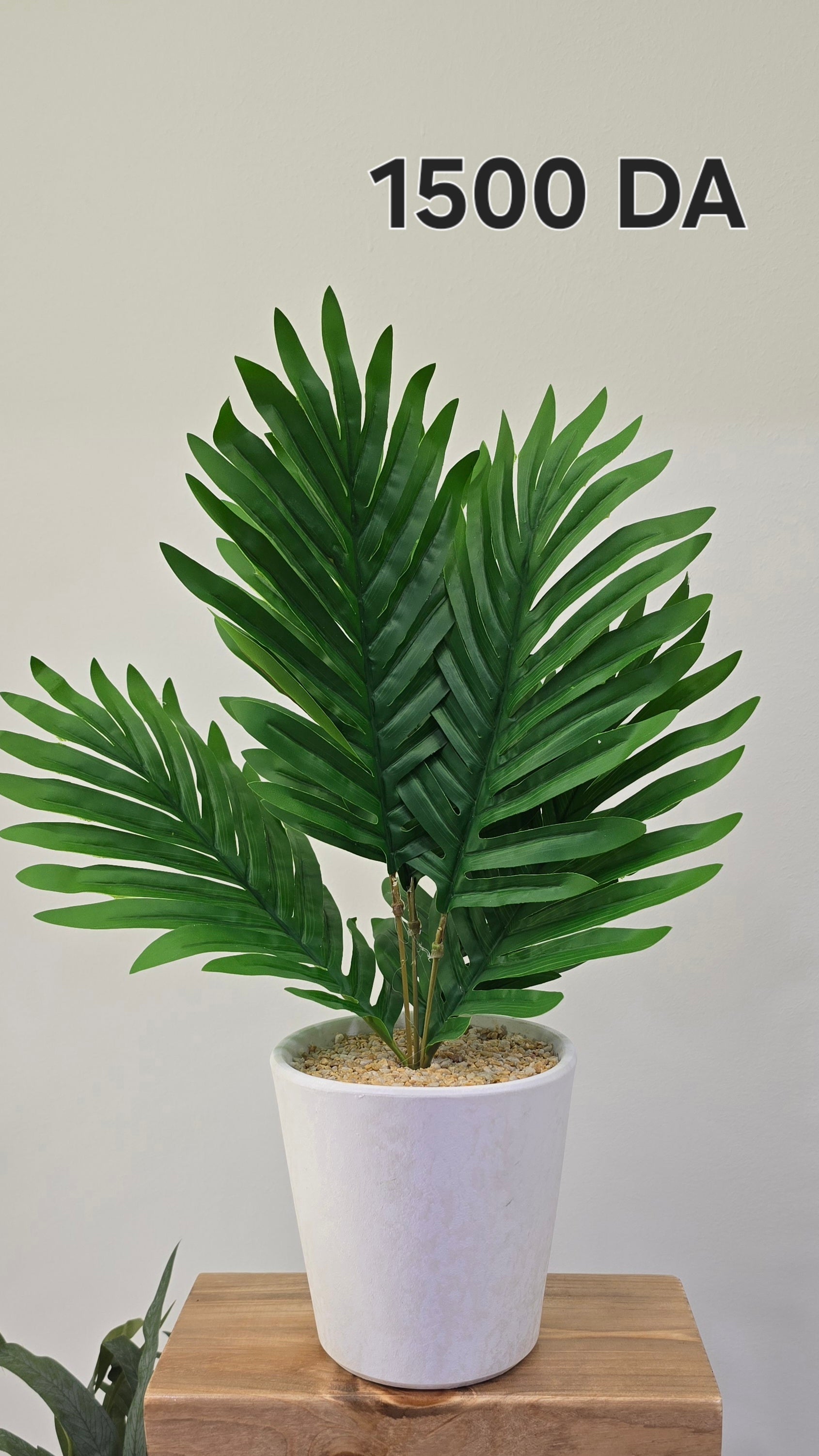 PLANTE A4
