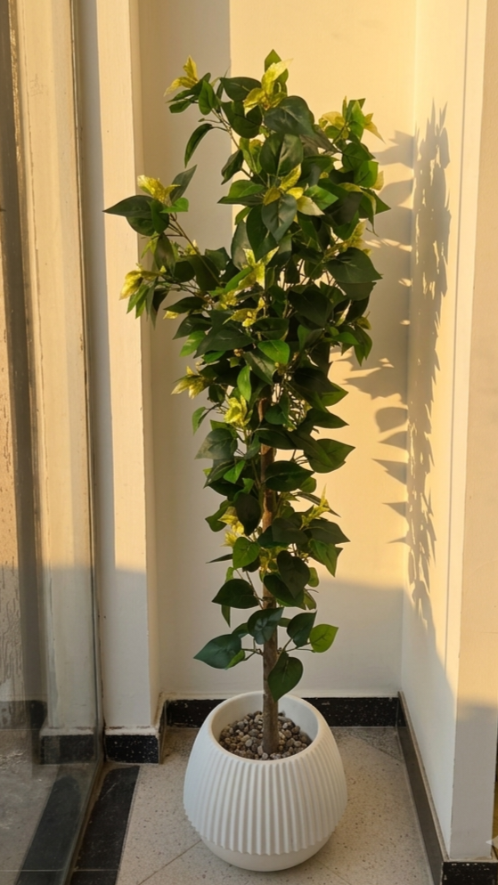 FITTONIA GM 1.6M