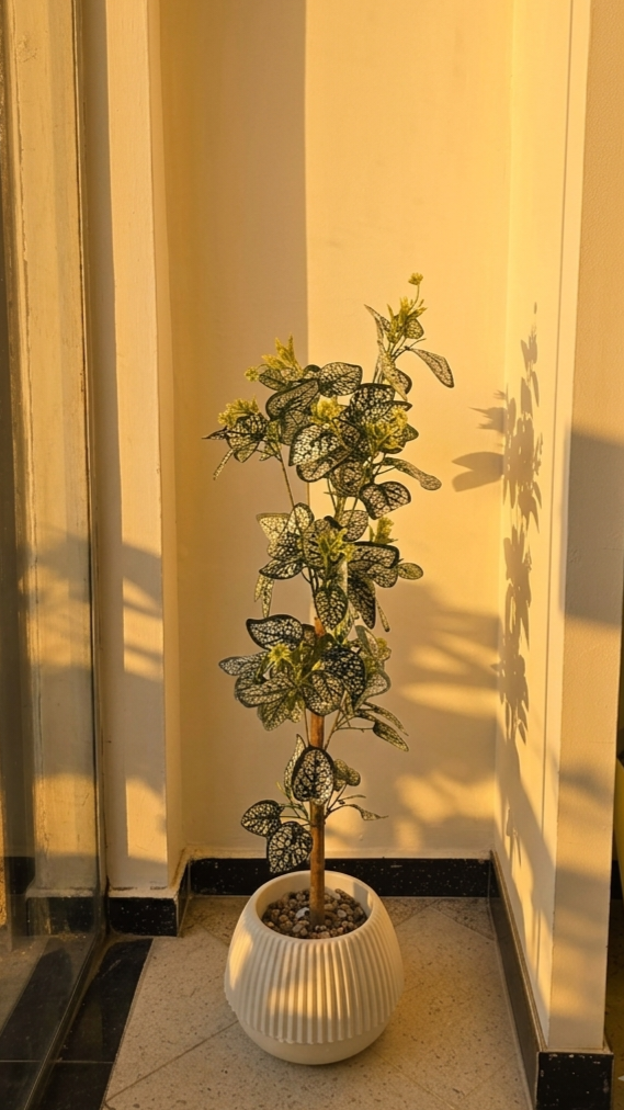 FITTONIA PM 1.2M