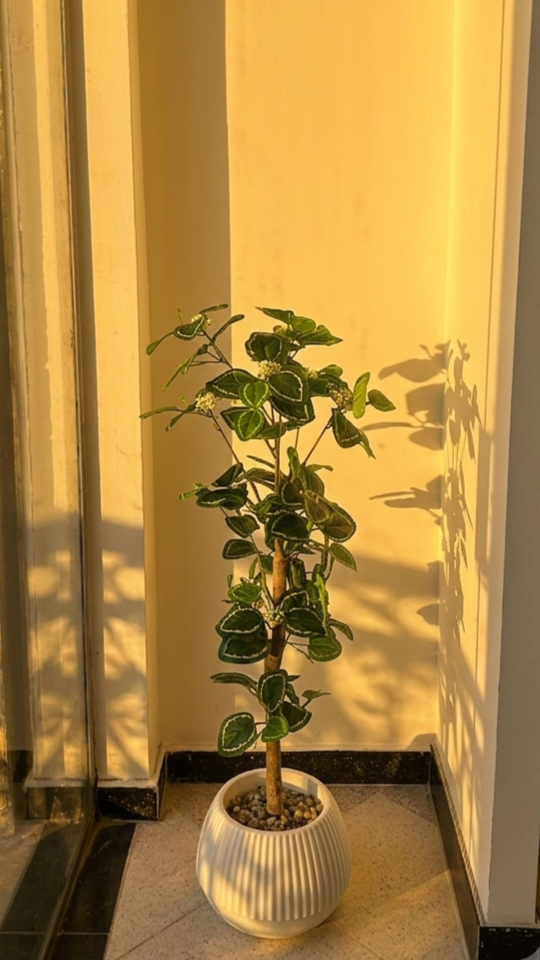 FITTONIA PM 1.2M