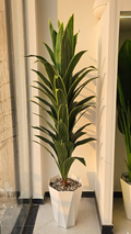 Dracaena