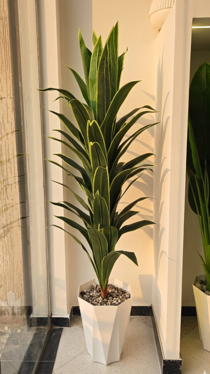 Dracaena