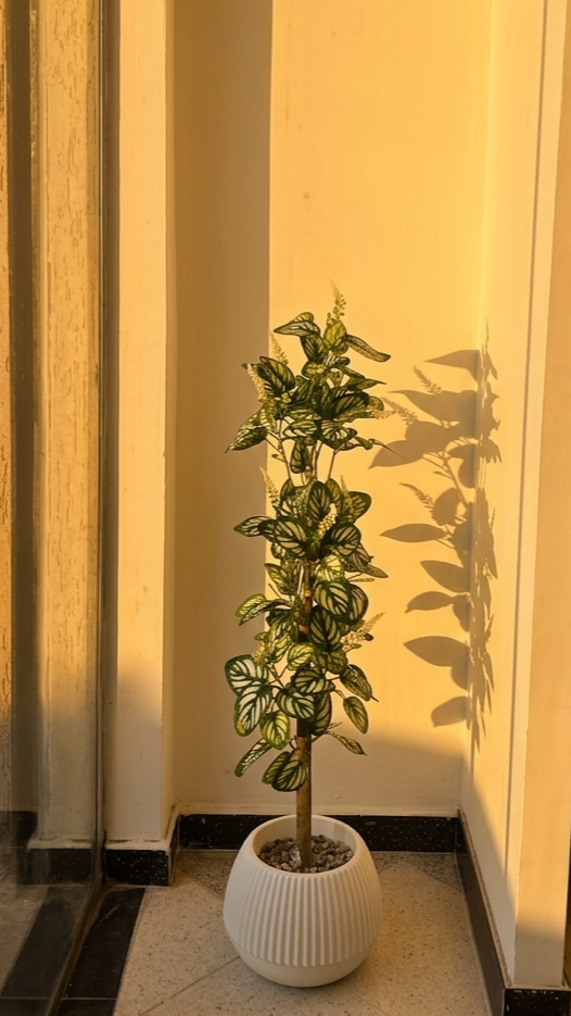 FITTONIA PM 1.2M