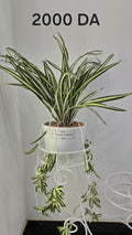 PLANTE C6