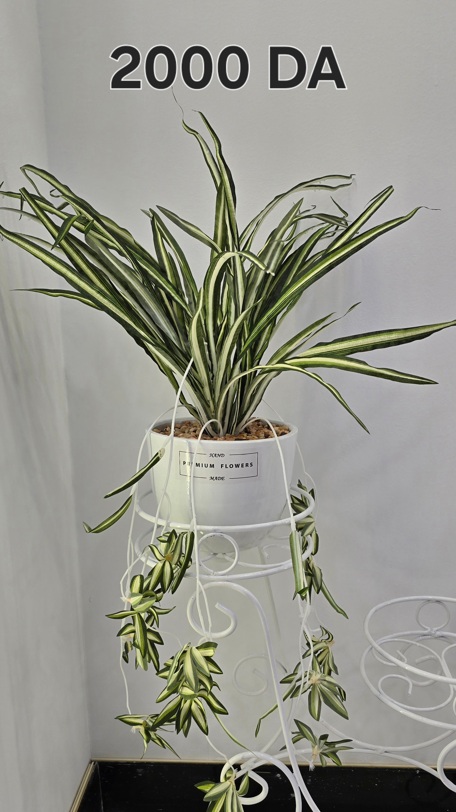 PLANTE C6