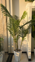 Palmier Areca 3 BRANCHES