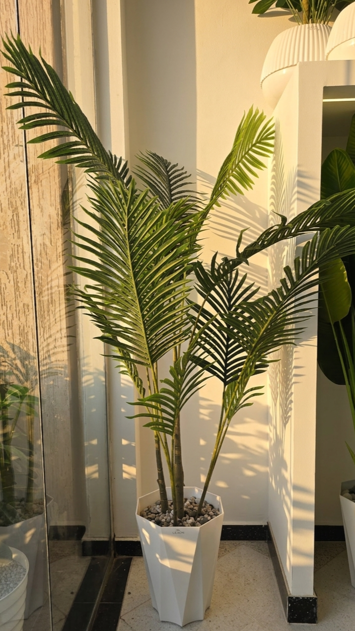 Palmier Areca 3 BRANCHES