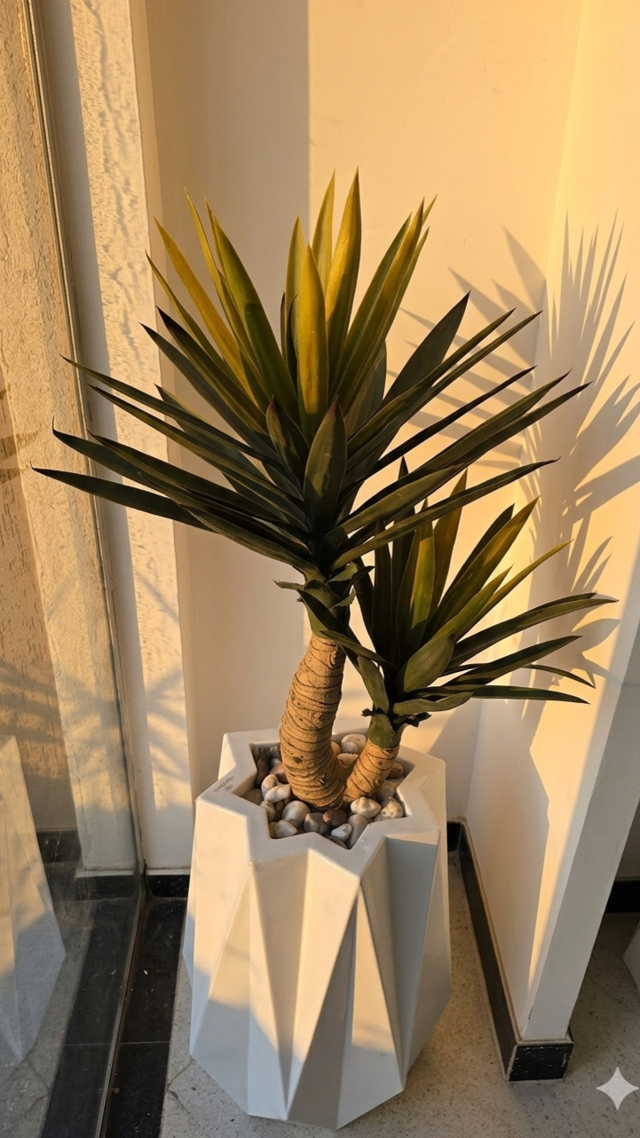 Yucca