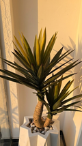 Yucca