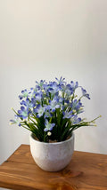 PLANTE B3
