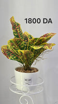 PLANTE B16