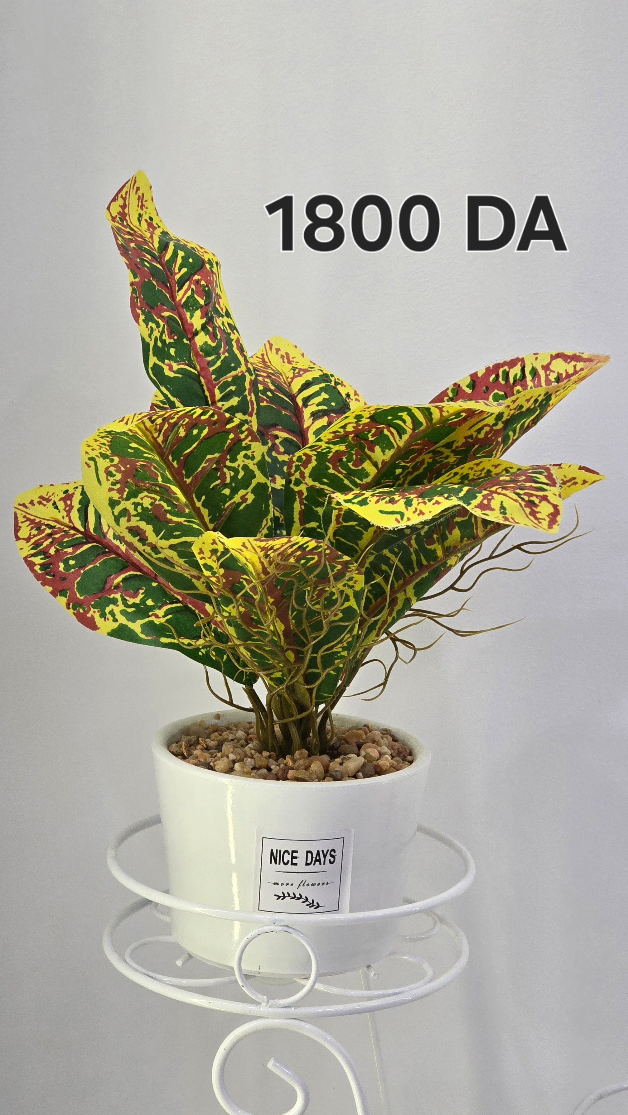 PLANTE B16