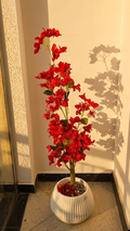Bougainvillier ROUGE