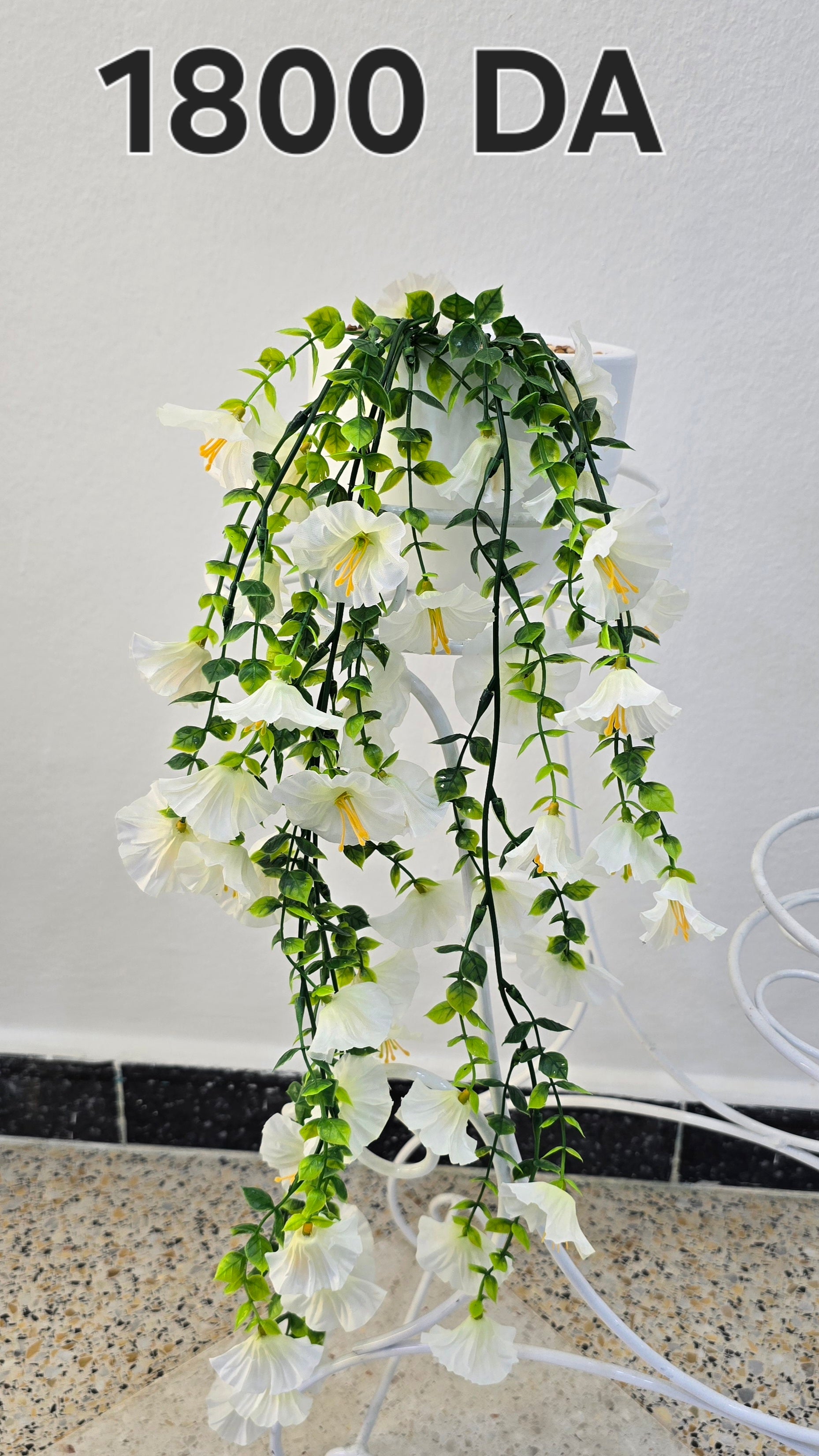 PLANTE B19