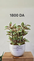 PLANTE B15