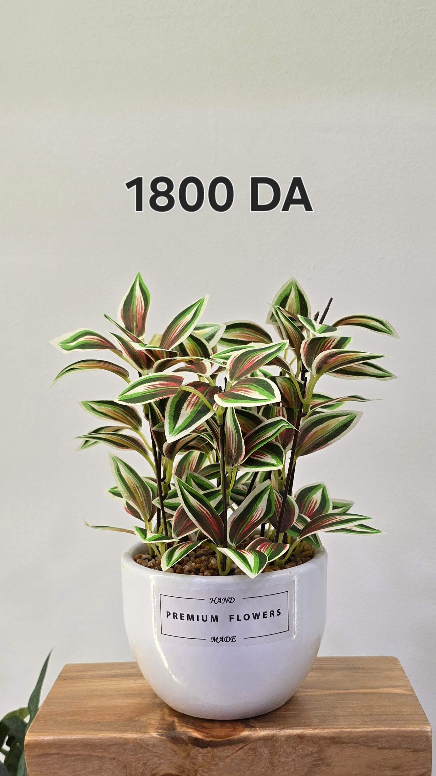PLANTE B15