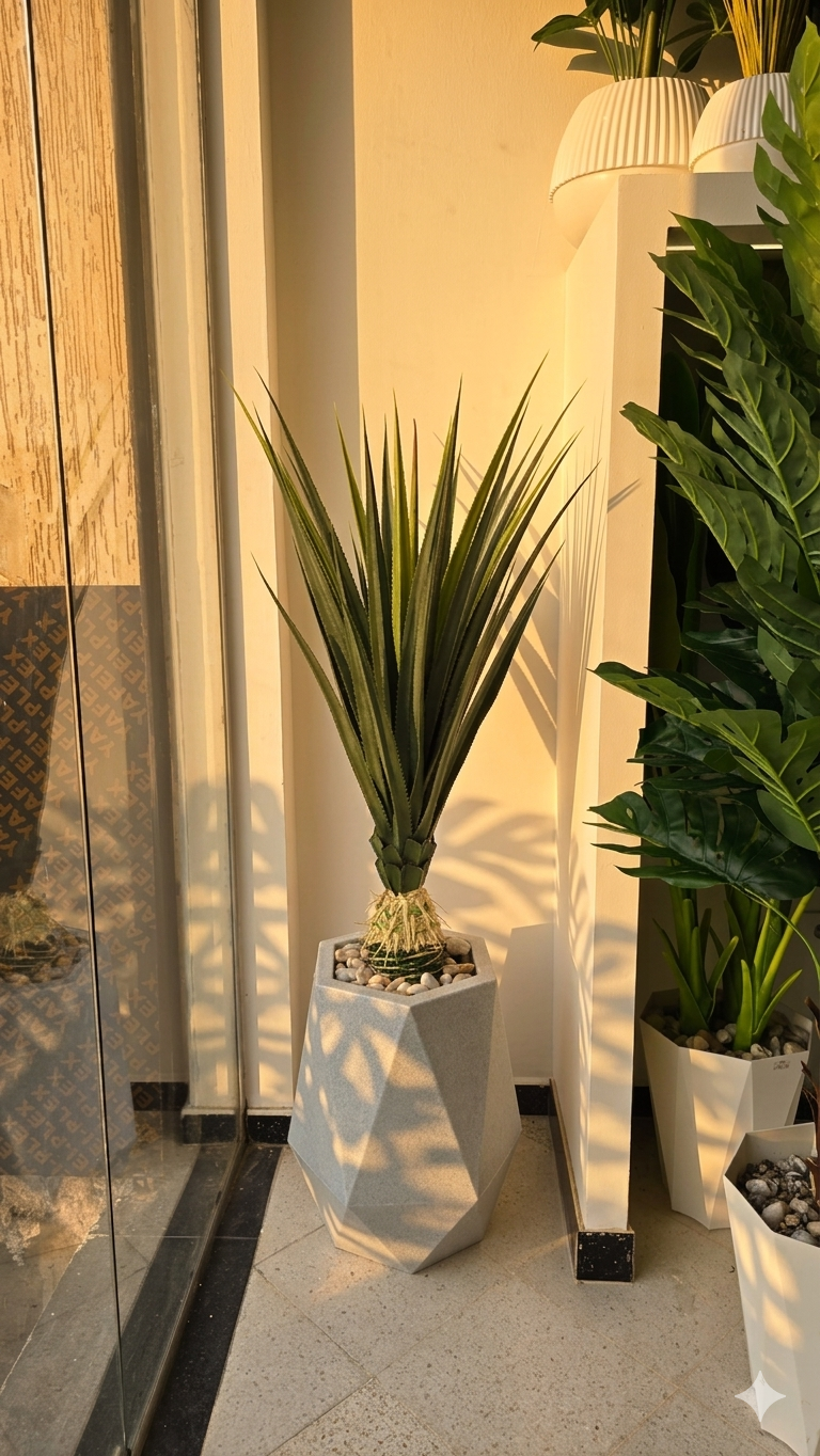 Agave 02