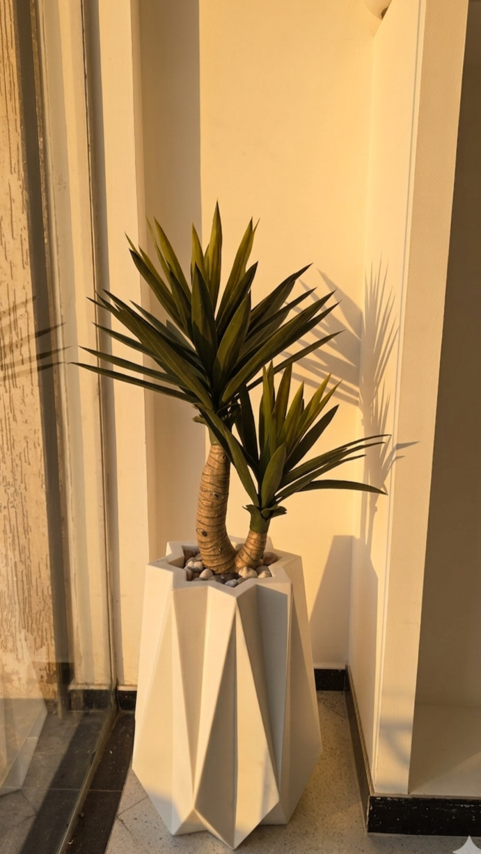 Yucca