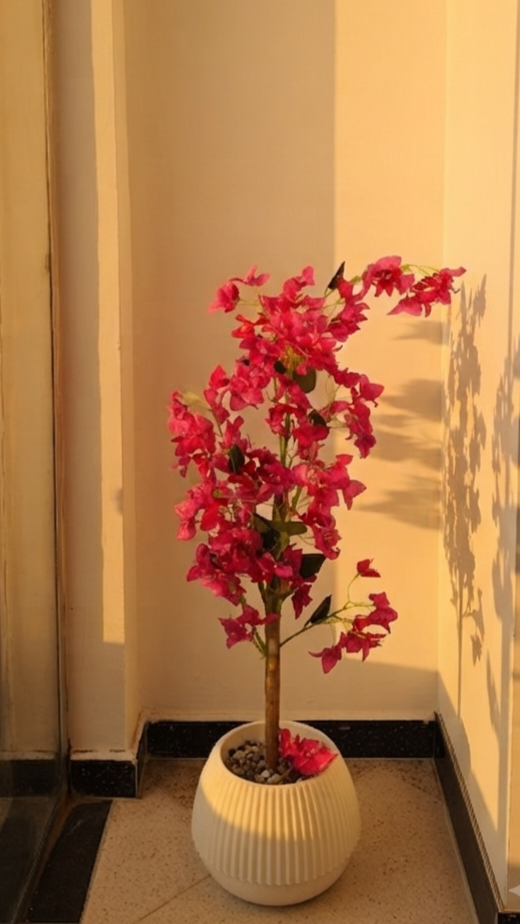 Bougainvillier ROSE