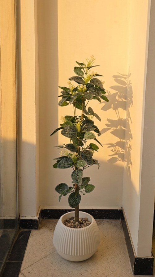 FITTONIA PM 1.2M