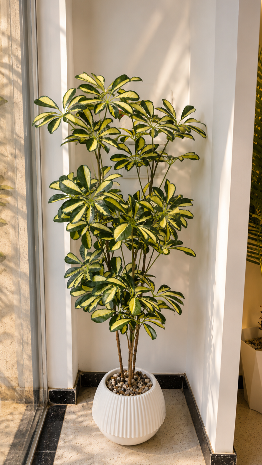 Schefflera arboricola Panaché