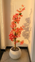 Bougainvillier CREVETTES