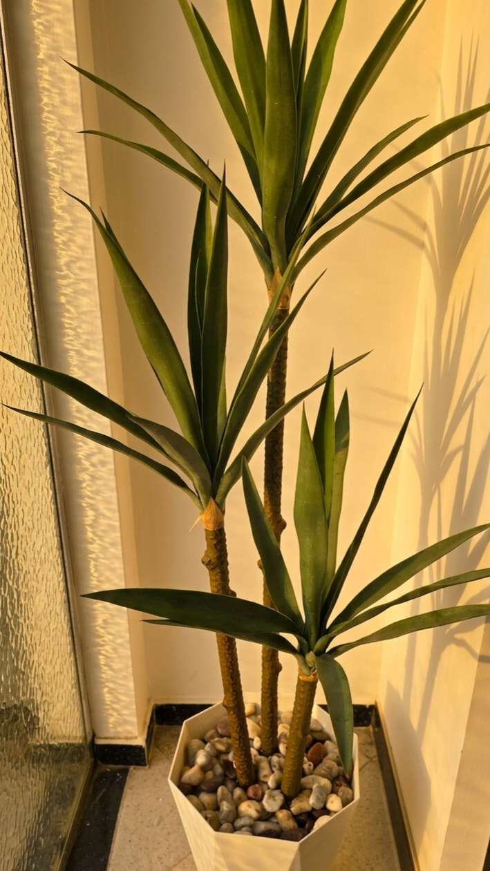 YUCCA 3 BRANCHES