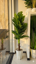 MONSTERA MM 1.8M
