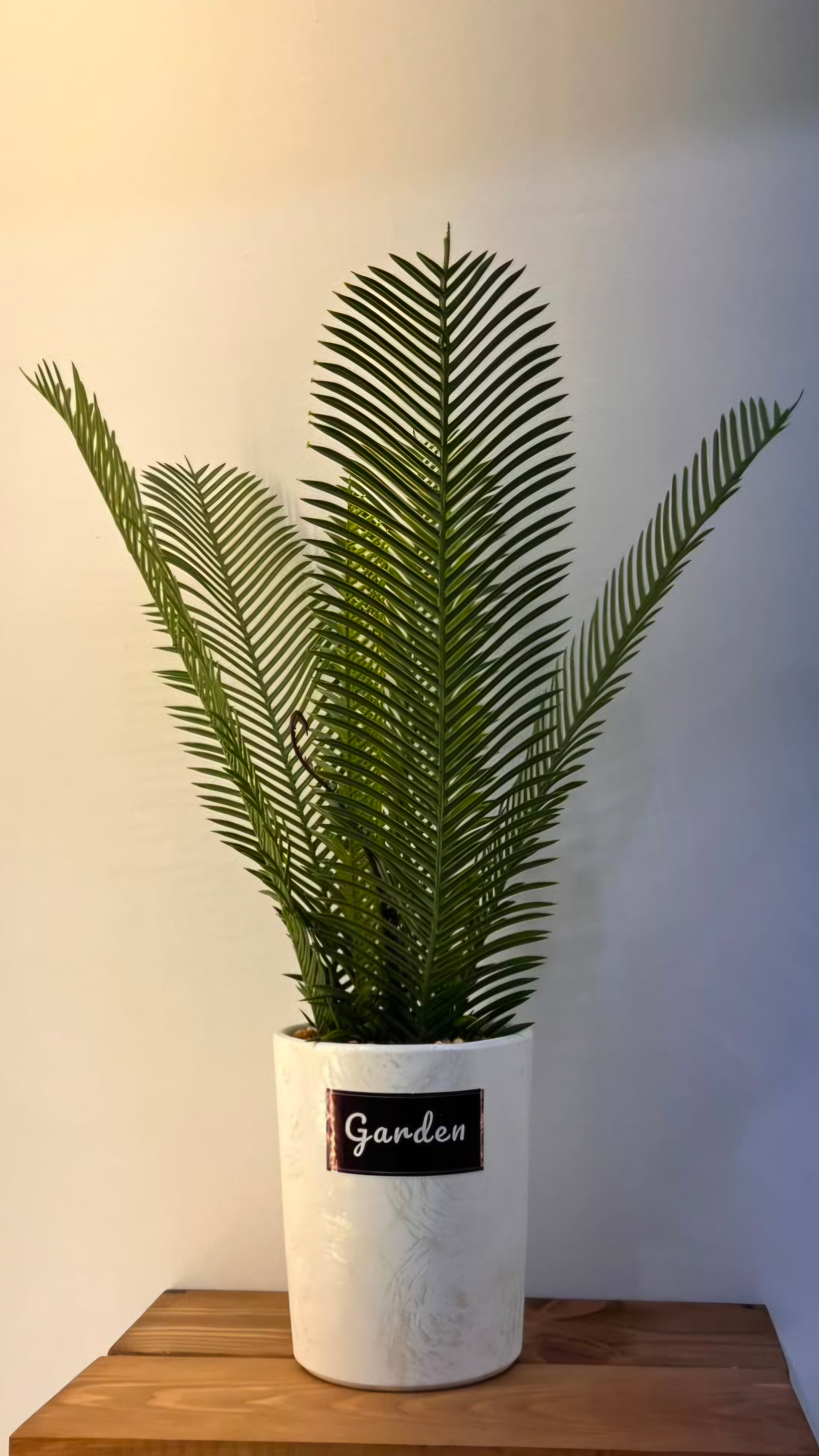 PLANTE C3