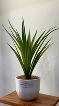 PLANTE C2