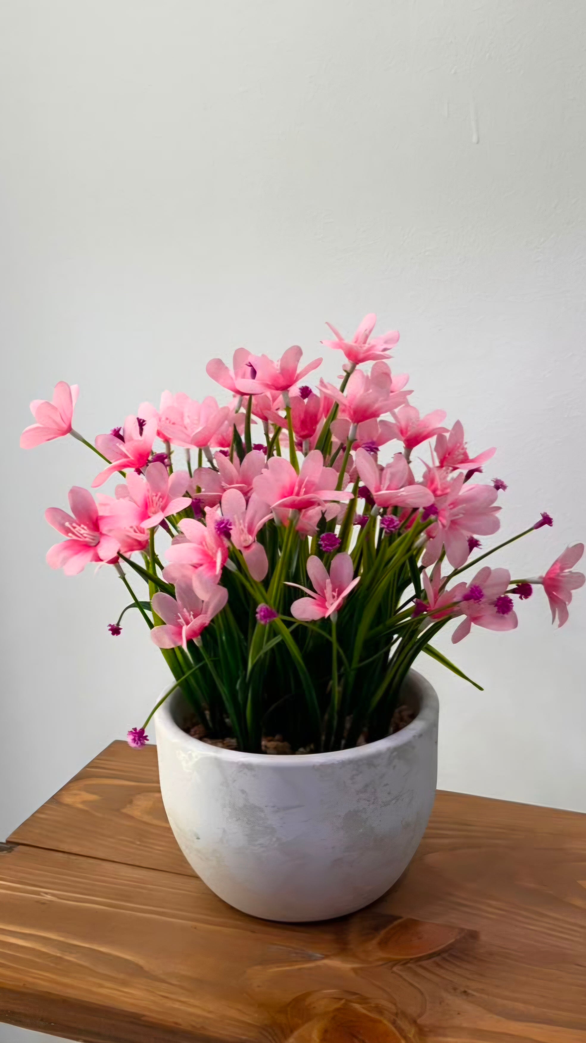 PLANTE B4