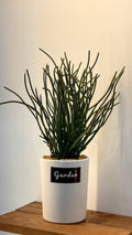 PLANTE C5