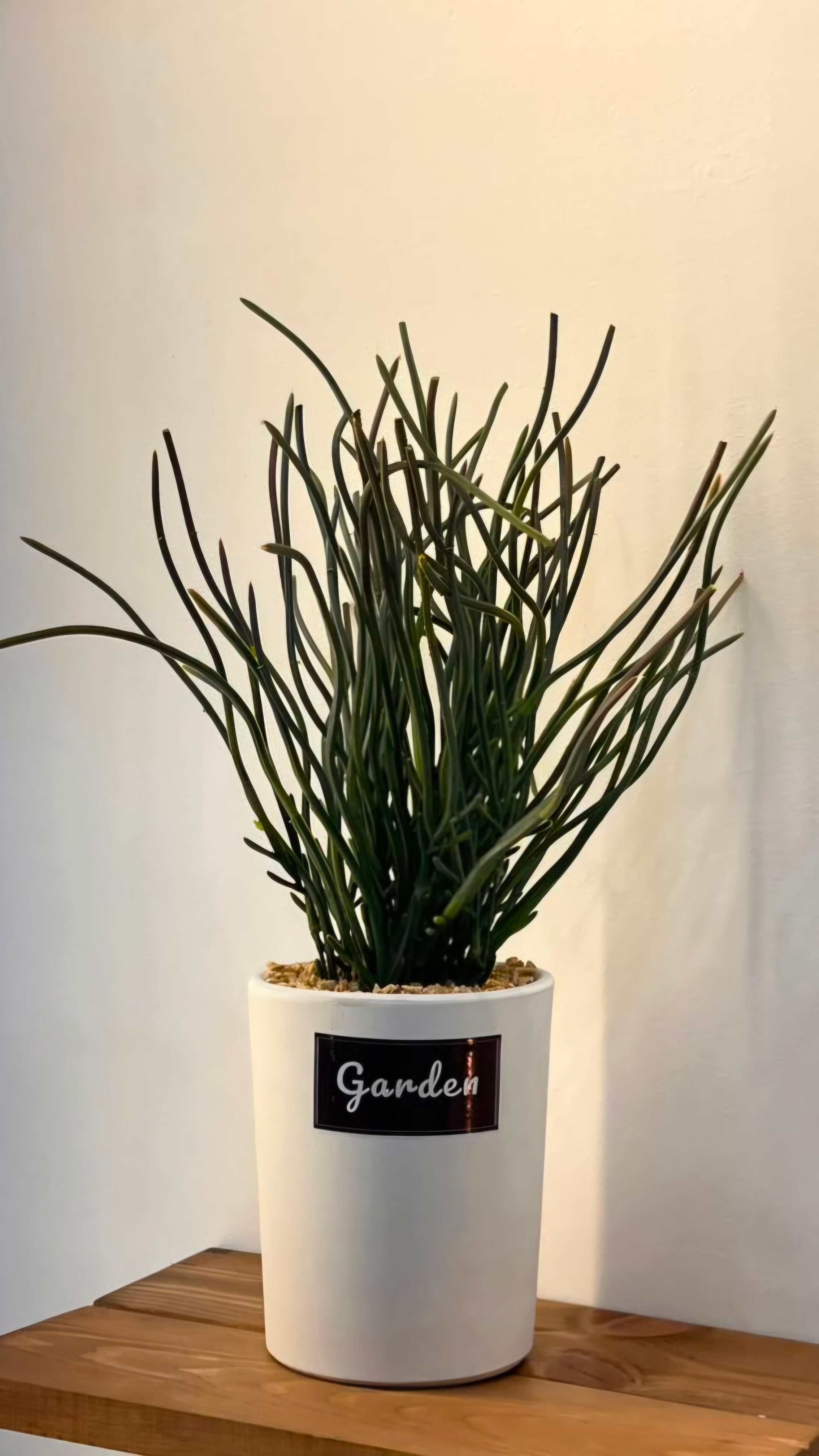 PLANTE C5