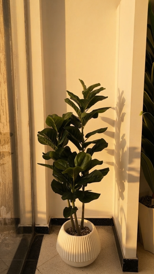 Ficus Lyrata 1.4M