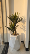 Yucca