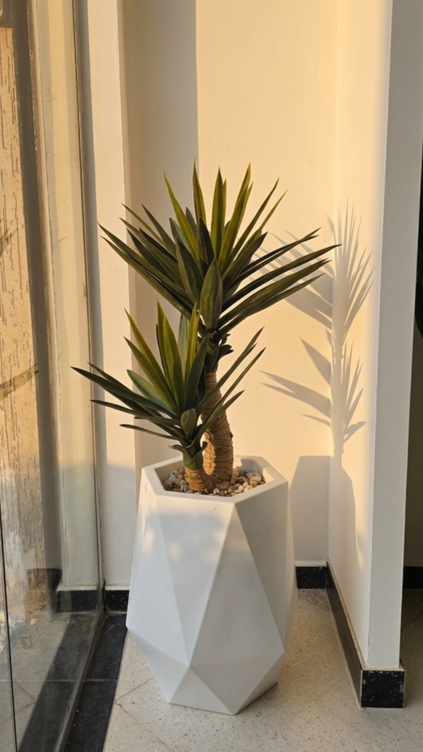 Yucca