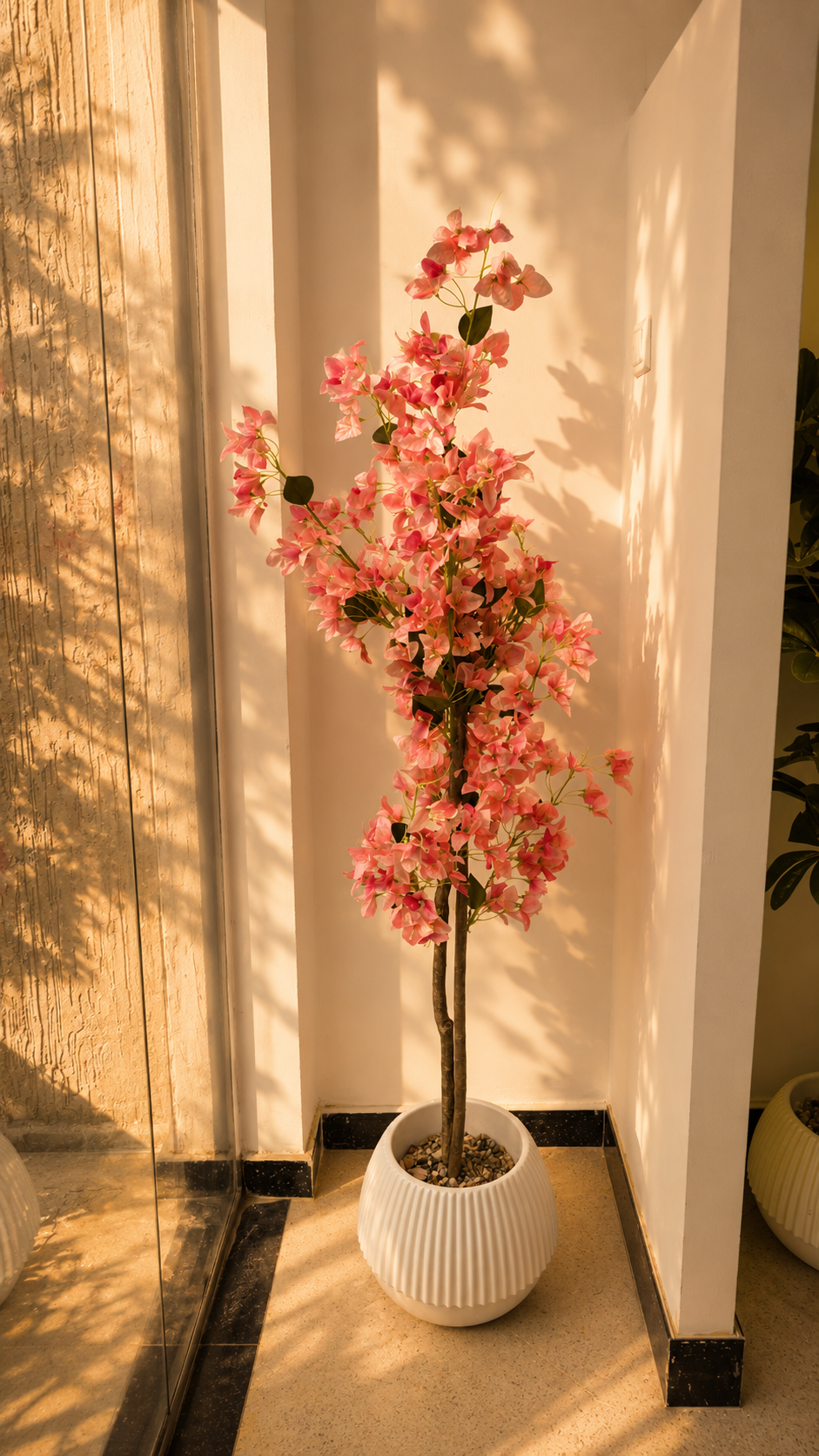 Bougainvillier Crevette GM 1.6M