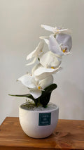 PLANTE B15