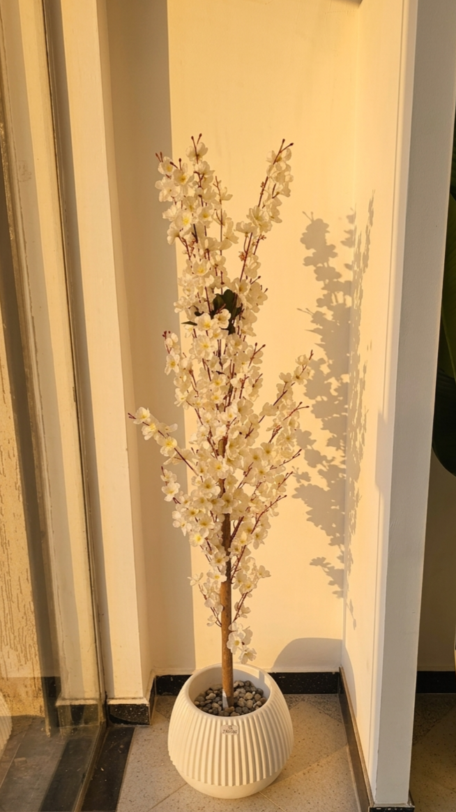 Cerisier en fleurs blanche