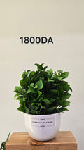 PLANTE B13