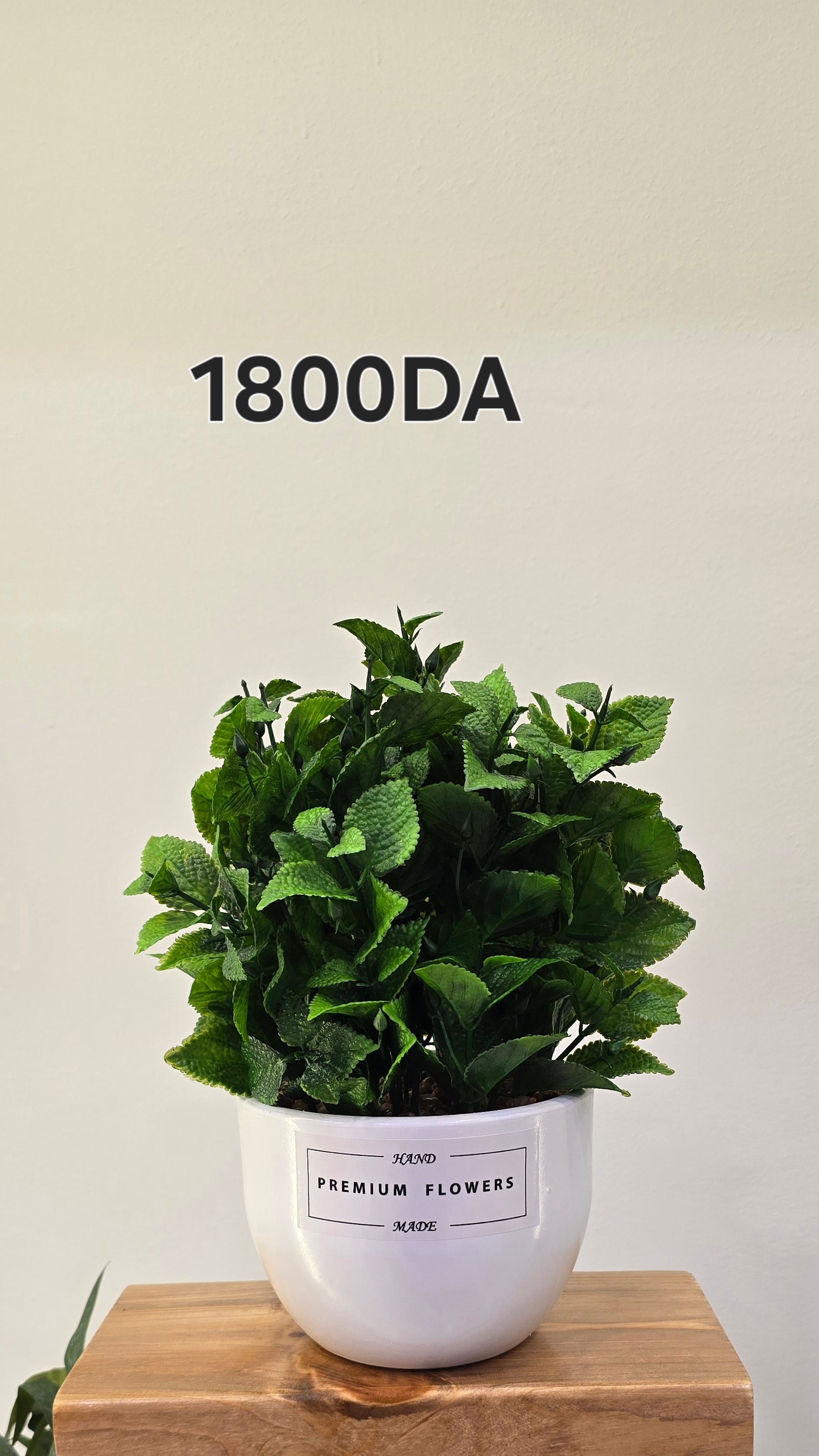 PLANTE B13