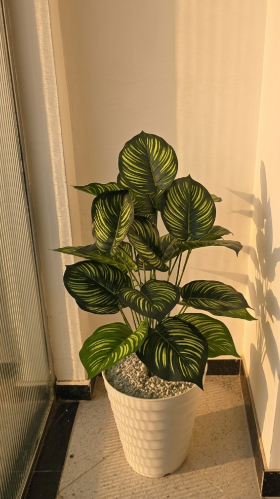 PLANTES 24 FEUILLE