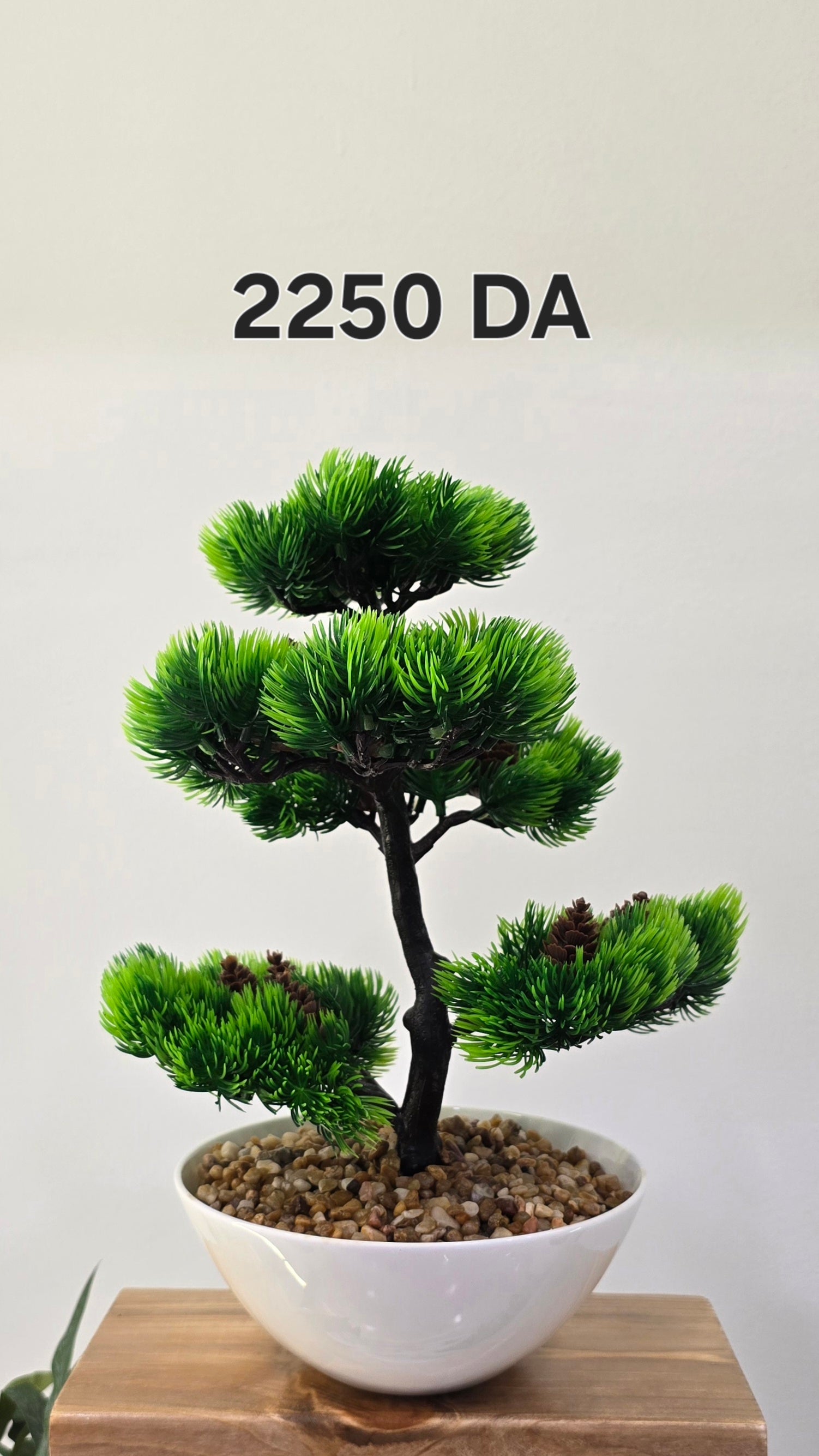 PLANTE C4
