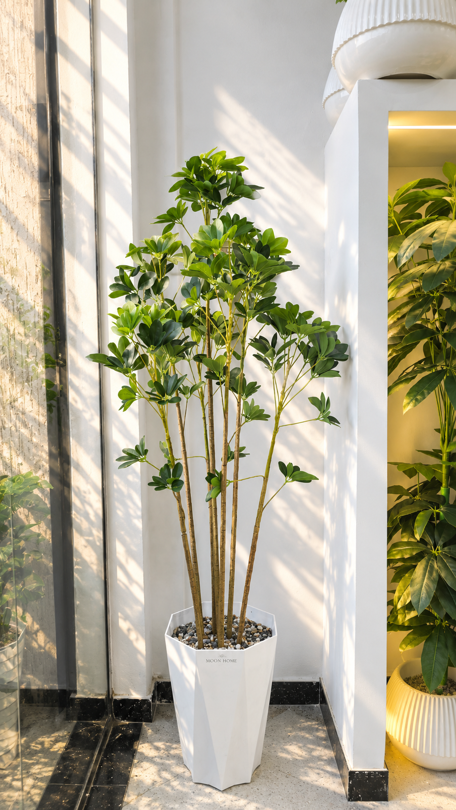 Schefflera arboricola 7 BRANCHES