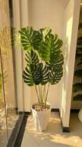 Monstera Deliciosa "Faux philodendron"