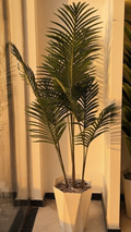 Palmier Areca 3 BRANCHES