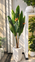 OISEAU DE PARADIS GM