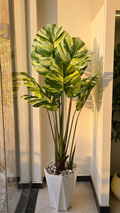 Monstera Deliciosa "feuille blanche" GM 1.8M