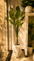 CALADIUM