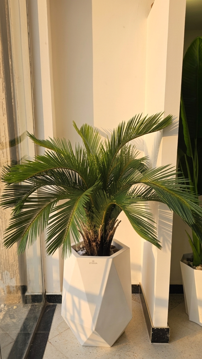 Cycas